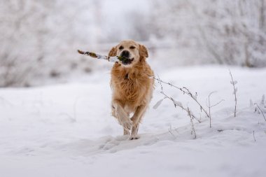 Kışın karın altında ağzında sopa tutan Golden Retriever Dog