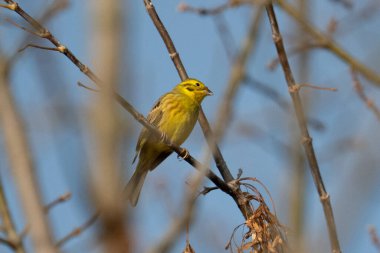 Ağaçtaki Sarı Çekiç yaygın bir görüntüdür.