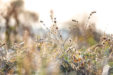 Dew-Laden Örümcek Ağı Adorn Solmuş Çimen Sisi Makro Fotoğrafçılık