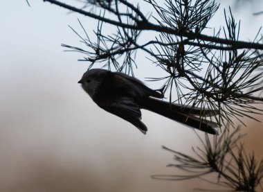 Long-Tailed Tit Flying In A Nature Park