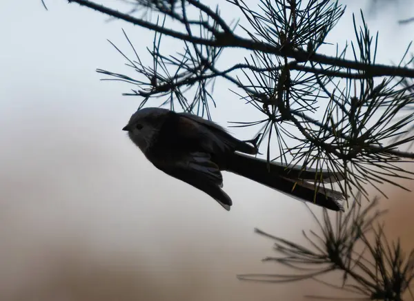 Long-Tailed Tit Flying In A Nature Park