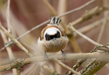 Eurasian Penduline Tit Bird On A Branch