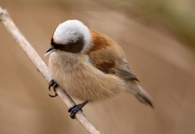 Eurasian Penduline Tit Bird On A Branch