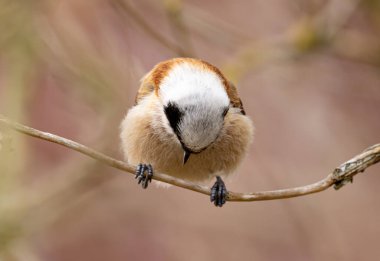 Eurasian Penduline Tit Bird Looks Down In Action