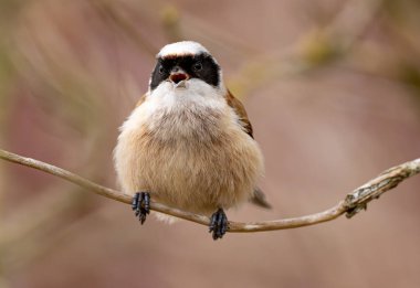 Eurasian Penduline Tit Bird Sings On A Tree