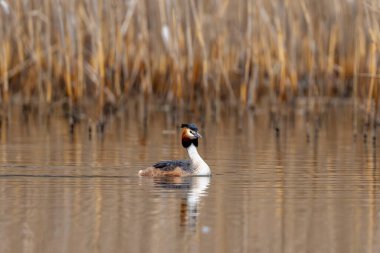 Büyük İbikli Yunus Kuşu Gölde Yüzüyor