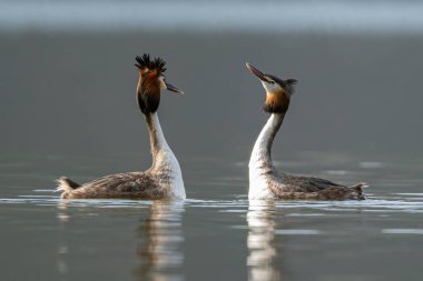 Baharda, büyük bir ibikli yaban ördeği çifti çiftleşme dansı yapar.
