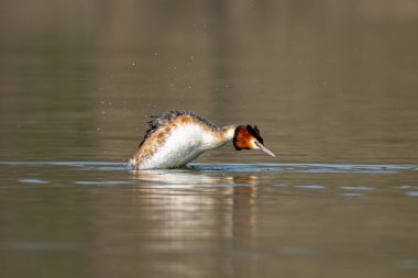 Gölde yüzerken Büyük İbikli Yunus Balığı Avlıyor