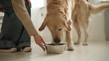 Bayan Sahibi Tatlı Altın Avcı Köpeğine İçme Suyu Veriyor