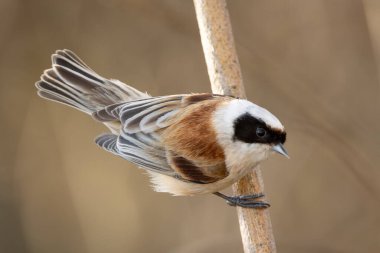 Bulanık arkaplanı olan Remiz Kuşu Dala Tüymüş