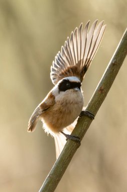 Eurasian Penduline Tit Bird On A Branch