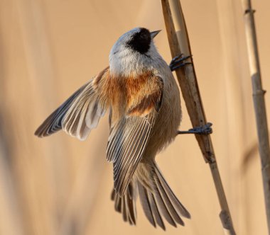 Eurasian Penduline Tit Bird On A Branch