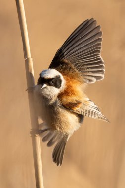 Eurasian Penduline Tit Bird On A Branch