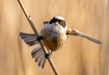 Eurasian Penduline Tit Bird On A Branch