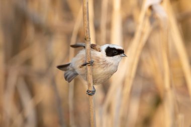 Eurasian Penduline Tit Bird On A Branch