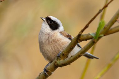 Eurasian Penduline Tit Bird On A Branch