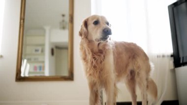 Golden Retriever bir yemek kasesinden tatlı bir şekilde su içiyor.