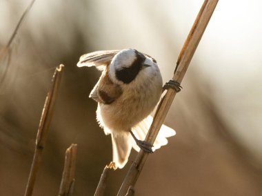 Eurasian Penduline Tit Bird On A Branch