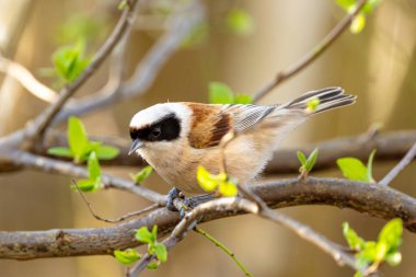 Eurasian Penduline Tit Bird Sings On A Tree