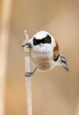 Eurasian Penduline Tit Bird On A Branch