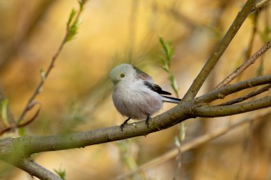 Long-Tailed Tit Sits On A Branch At Sunset