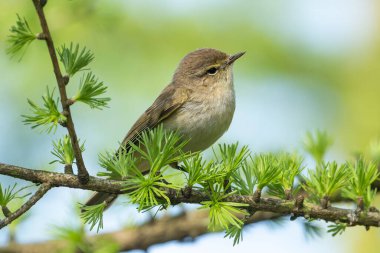 Bulanık bir arkaplan karşısında Ağaç Dalında Oturan Genel Chiffchaff