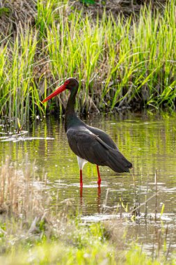 Kara Leylek Kuş Vahşi Yaşam Fotoğrafında Duruyor
