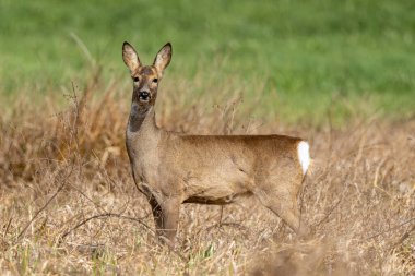 Ormanda Geyik ve Vahşi Yaşam Fotoğrafçılığı