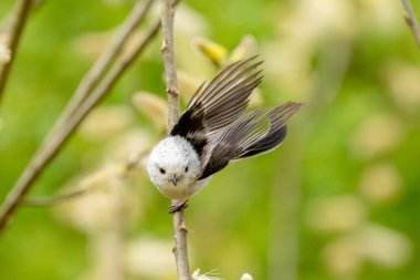 Wildlife Photograph Of A Long-Tailed Tit Bird On A Branch