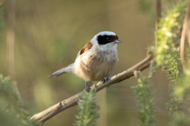 Eurasian Penduline Tit On A Tree Branch