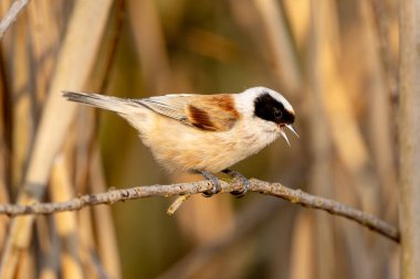 Eurasian Penduline Tit Bird On A Branch