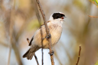 Eurasian Penduline Tit Bird On A Branch