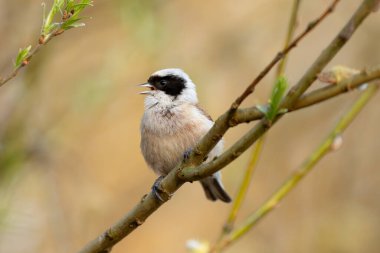 Eurasian Penduline Tit Bird On A Branch