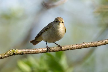 Bulanık bir arkaplan karşısında Ağaç Dalında Oturan Genel Chiffchaff