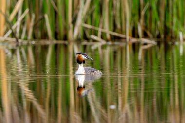 Orman Gölü 'ndeki Büyük İbikli Yunus Kuşu