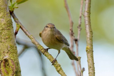 Bulanık bir arkaplana karşı ağaçta tünemiş genel Chiffchaff