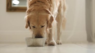 Golden Retriever Mutfak zeminindeki bir yemek kasesinden tapılası bir şekilde içme suyu