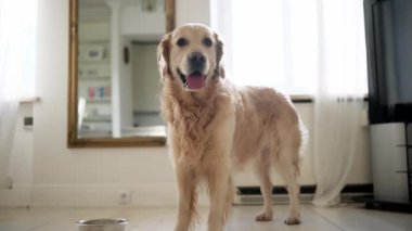 Mutlu, neşeli Altın Avcı Köpeği Kuyruğunu sallıyor Bir Mutfakta