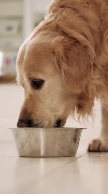 Sevimli Golden Retriever Dog Yemek Kasesinden İçme Suyu Yakından, Dikey Video