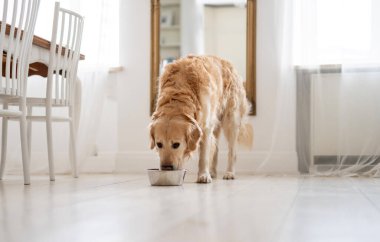 Sevimli Golden Retriever Dog Evdeki Yemek Kasesinden İçen Su