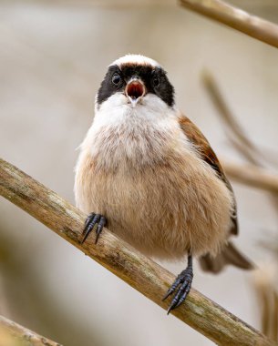 Eurasian Penduline Tit Bird Sings On A Tree