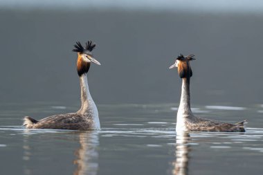 Büyük İbikli Yunuslar Çiftleşme Dansı Yapıyor