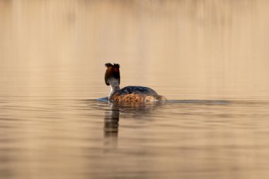 Büyük İbikli Yunus Kuşu Gölde Yüzüyor