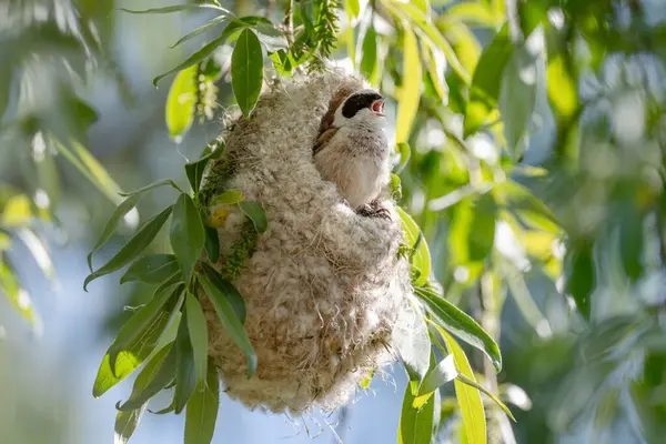 Reeves Kuş Yuvasını Baharda Yapıyor