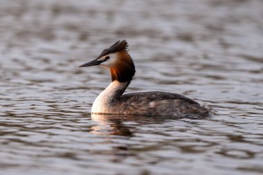 Büyük İbikli Yunus Kuşu Gölde Yüzüyor