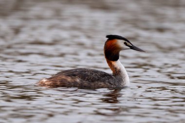 Büyük İbikli Yunus Kuşu Gölde Yüzüyor