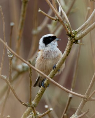 Eurasian Penduline Tit Bird On A Branch