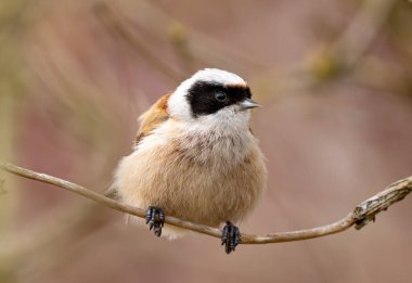 Eurasian Penduline Tit Bird On A Branch