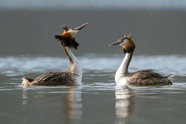Büyük İbikli Yunuslar Çiftleşme Dansı Yapıyor
