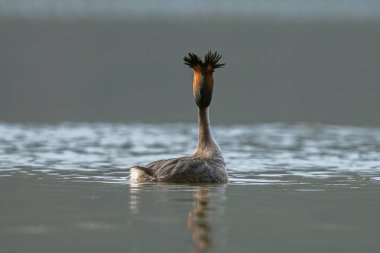 Büyük İbikli Yunus Kuşu Gölde Yüzüyor